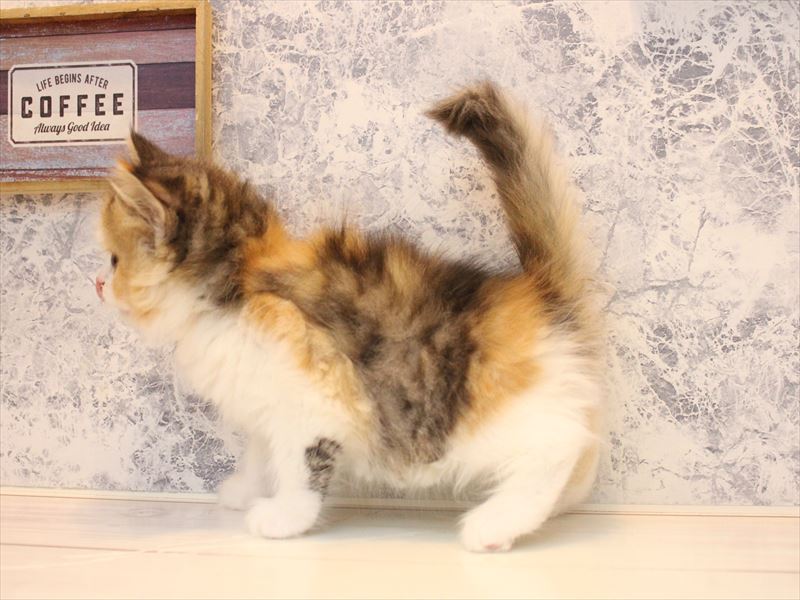 スコティッシュ・フォールド - 蓮田店 | ペッツワン